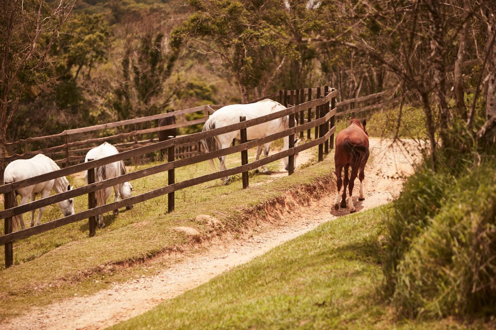 Hotel Fazenda Morros Verdes Ecolodge Ibiúna Eksteriør billede