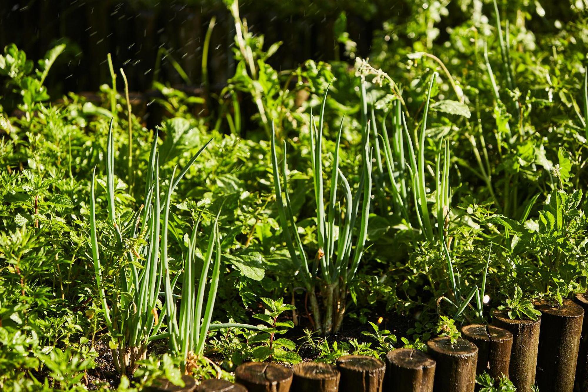 Hotel Fazenda Morros Verdes Ecolodge Ibiúna Eksteriør billede